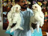 Bembeyaz Maltese Terri̇er 0 Numara