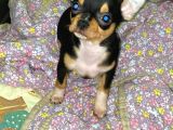 A Kali̇te Teacup Chi̇uavava Bebekler