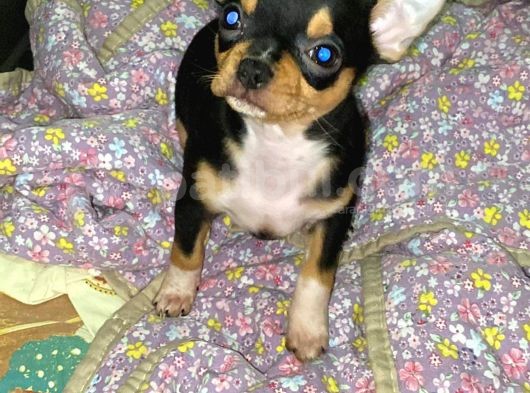 A Kali̇te Teacup Chi̇uavava Bebekler