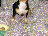 A Kali̇te Teacup Chi̇uavava Bebekler