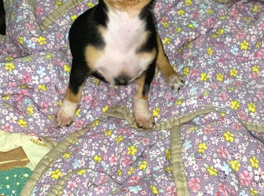 A Kali̇te Teacup Chi̇uavava Bebekler görsel