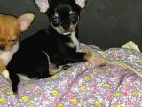 A Kali̇te Teacup Chi̇uavava Bebekler