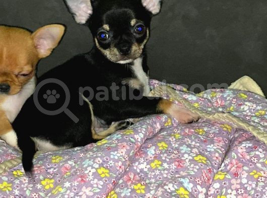 A Kali̇te Teacup Chi̇uavava Bebekler görsel