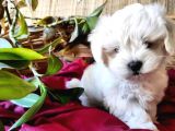 0 Numara Maltese Terrier Bebeklerimiz