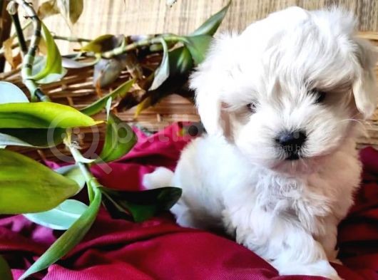 0 Numara Maltese Terrier Bebeklerimiz görsel