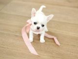 ELMA KAFA KÜT BURUN TEACUP CHİHUAHUA YAVRULARİMİZ