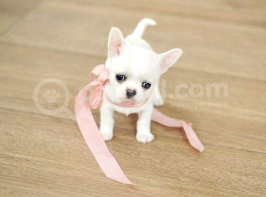 Elma Kafa Küt Burun Teacup Chi̇huahua Yavrulari̇mi̇z