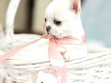 Elma Kafa Küt Burun Teacup Chi̇huahua Yavrulari̇mi̇z