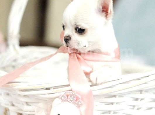 Elma Kafa Küt Burun Teacup Chi̇huahua Yavrulari̇mi̇z görsel