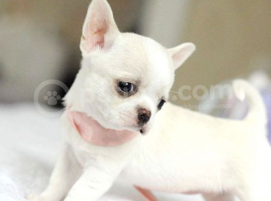 Elma Kafa Küt Burun Teacup Chi̇huahua Yavrulari̇mi̇z görsel