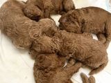 Anne Altından Red Brown Toy Poodle