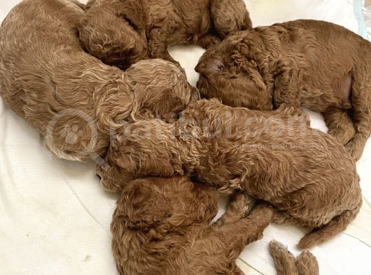 Anne Altından Red Brown Toy Poodle görsel