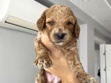 Anne Altından Red Brown Toy Poodle