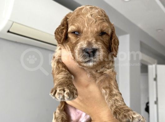 Anne Altından Red Brown Toy Poodle görsel