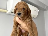 Anne Altından Red Brown Toy Poodle