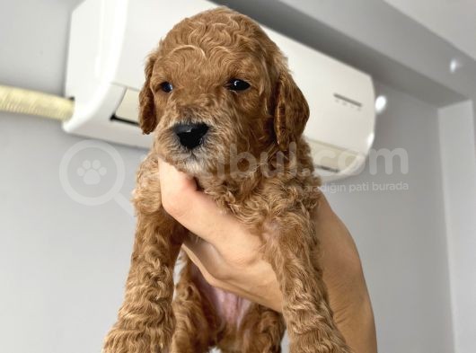 Anne Altından Red Brown Toy Poodle görsel