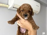 Anne Altından Red Brown Toy Poodle