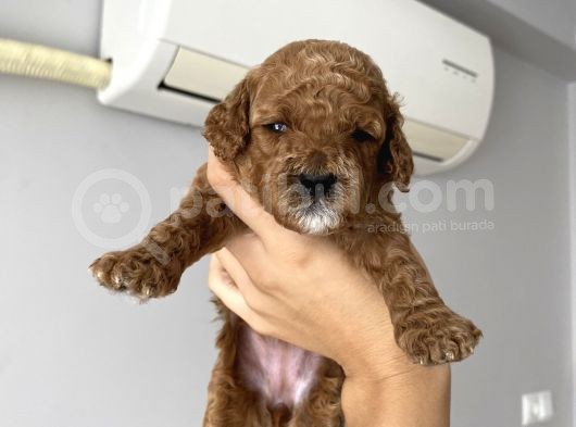 Anne Altından Red Brown Toy Poodle
