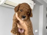 Anne Altından Red Brown Toy Poodle