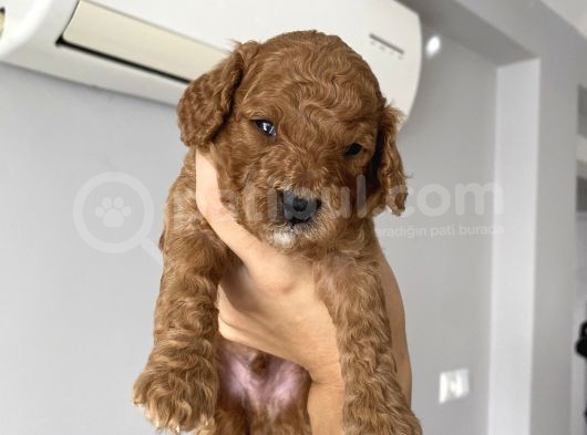Anne Altından Red Brown Toy Poodle görsel
