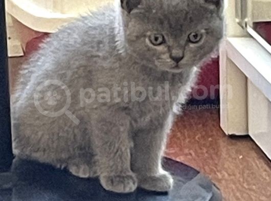 Saf-Kan Bri̇ti̇sh Yavrulari görsel