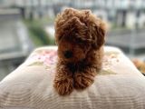 Toypoodle Red Mini Dişi Yavrumuz Oyuncul