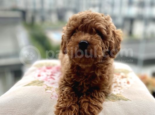 Toypoodle Red Mini Dişi Yavrumuz Oyuncul görsel