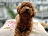 Toypoodle Red Mini Dişi Yavrumuz Oyuncul