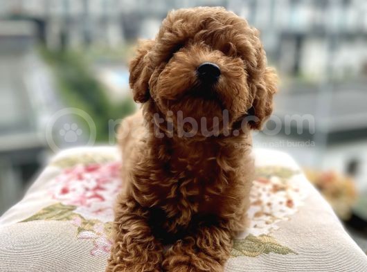Toypoodle Red Mini Dişi Yavrumuz Oyuncul görsel