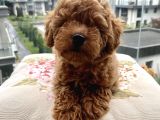 Toypoodle red mini Dişi Yavrumuz oyuncul
