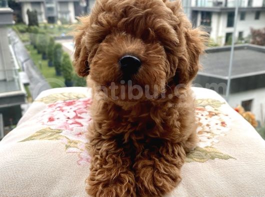 Toypoodle Red Mini Dişi Yavrumuz Oyuncul