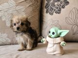 Teacup Morkie Kızımız