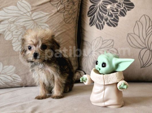 Teacup Morkie Kızımız görsel