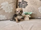 Teacup Morkie Kızımız