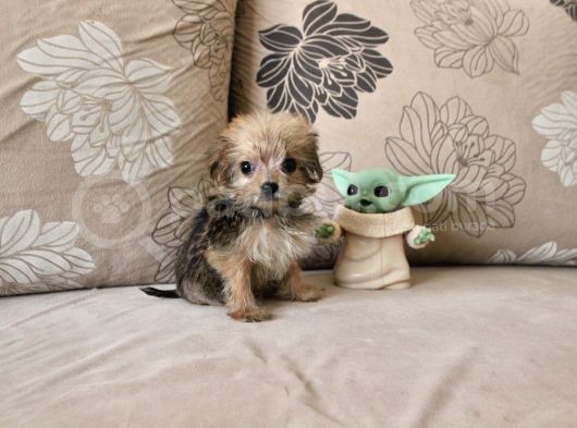 Teacup Morkie Kızımız görsel