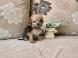 Teacup Morkie Kızımız