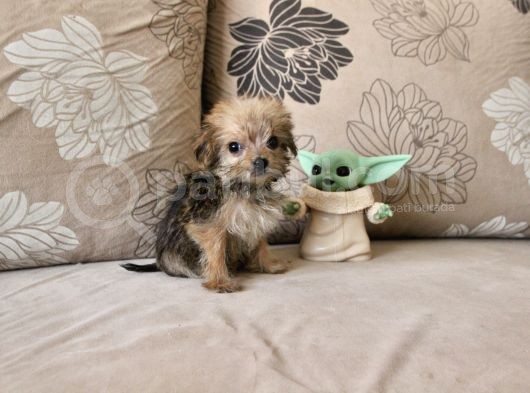 Teacup Morkie Kızımız görsel