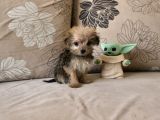 Teacup Morkie Kızımız