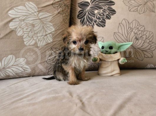 Teacup Morkie Kızımız görsel
