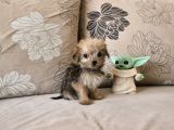 Teacup Morkie Kızımız