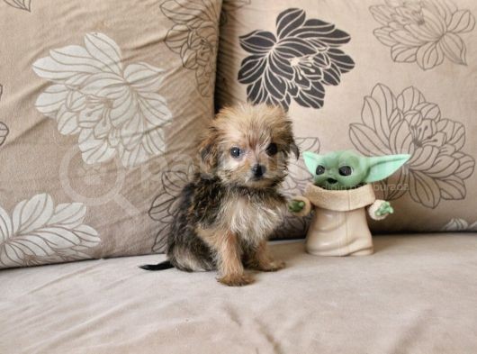 Teacup Morkie Kızımız görsel