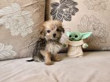 Teacup Morkie Kızımız