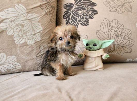 Teacup Morkie Kızımız görsel