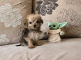 Teacup Morkie Kızımız