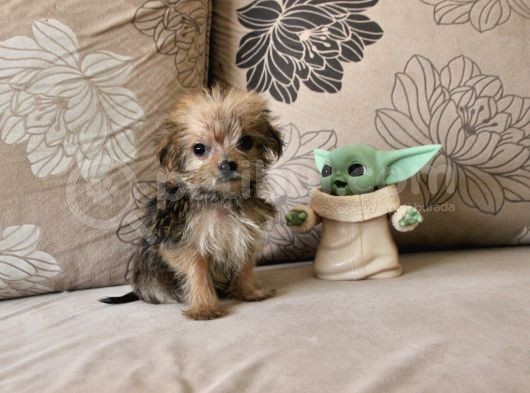 Teacup Morkie Kızımız görsel