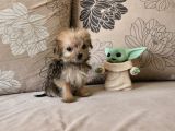 Teacup Morkie Kızımız
