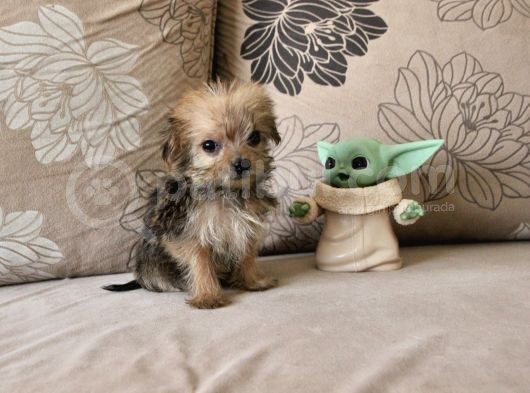 Teacup Morkie Kızımız görsel