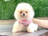 Pomeranian Boo Teddy Face Mini Dişi Yavrumuz