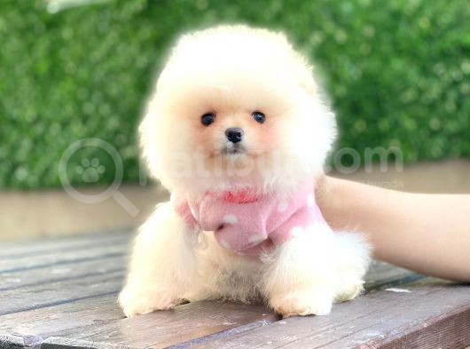 Pomeranian Boo Teddy Face Mini Dişi Yavrumuz görsel