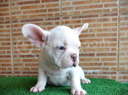 Muhteşem Güzelli̇kte French Bulldog Plati̇nyum Erkek